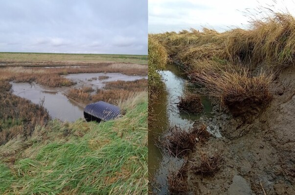 Left: an impression of the rejuvenated area in Zuidgors. Right: bank erosion in a nearby creek on the salt marsh.